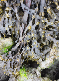 Bladder Wrack